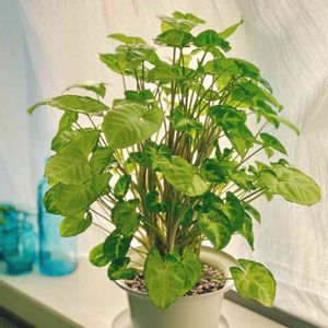 100均観葉植物,わが家の観葉植物❢,観葉植物を楽しむ,観葉植物のある暮らし,花と緑のある暮らしの画像