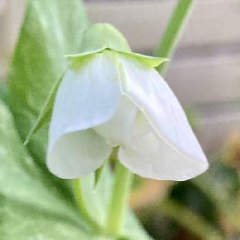 野菜の花の投稿画像一覧 Greensnap グリーンスナップ