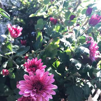 クリサンセマム　マウントオービスクの画像 by rinmegさん | 小さな庭とクリサンセマム　マウントオービスクとスプレーマムと花と緑のある暮らしといつもありがとう♡と元気もらえるとかわいいとお花のある生活とお花で癒されよう❤️と楽しみ〜と切り戻し
