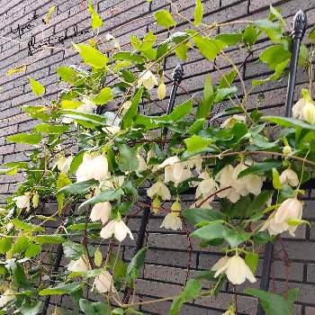 旧枝咲きの投稿画像一覧 Greensnap グリーンスナップ