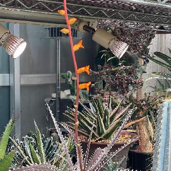 植物育成ライトAMATERASLED(アマテラス)の画像 by 喜多国 三汰さん | 窓辺とディッキア．と植物育成ライトとLED植物育成ライトとツクヨミと植物育成LEDライトと植物育成ライトAMATERASLED(アマテラス)とchihiros WRGB2とTSUKUYOMIとアマテラスと植物棚