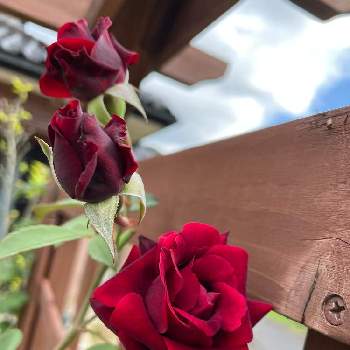 バラと暮らすの画像 by Angela350さん | 広い庭とオデュッセイアとあざやか！とバラと暮らすと癒しと優しさありがとうと薔薇 ほほえみと笑顔がいちばんと花のある暮らしと背が高いと赤い薔薇♡と微笑み