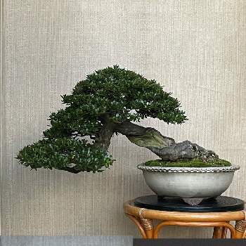 サツキ盆栽の投稿画像一覧 Greensnap グリーンスナップ