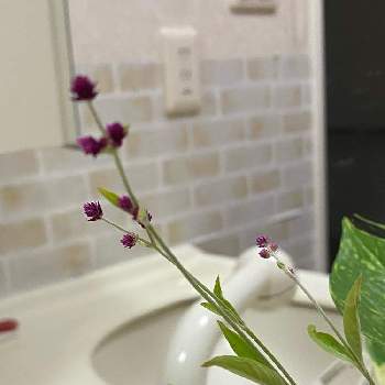 洗面所の画像 by ハナミズキさん | 千日小坊！と季節のお花とちっちゃいものクラブと洗面所と花のある暮らし