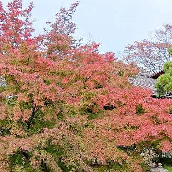 イロハモミジの紅葉の画像 by コマさんさん | お出かけ先と行船公園（平成庭園）とイロハモミジの紅葉