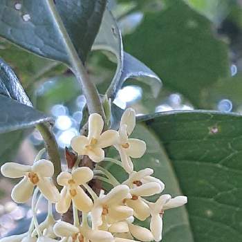 四季咲きモクセイの投稿画像一覧 Greensnap グリーンスナップ