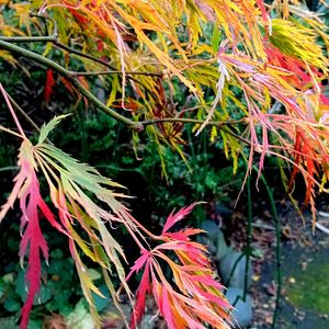 ビタミンカラー,モミジ♪,お家園芸,和中庭,*モミジの画像