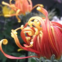 キク,正岡子規,お出かけ先の画像