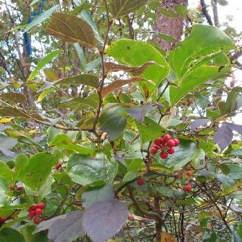 サルトリイバラの投稿画像一覧 Greensnap グリーンスナップ