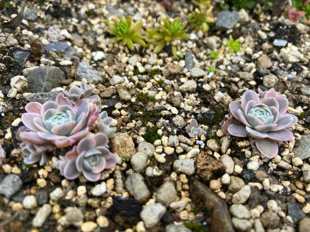 子持ち蓮華錦「鏡花」オロスタキス直射部 モニター報告｜🍀GreenSnap