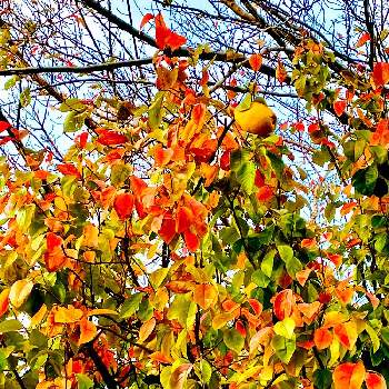 青い空との画像 by レモン茶さん | お出かけ先とカリンと紅葉（こうよう）と青い空とと幸福の黄色