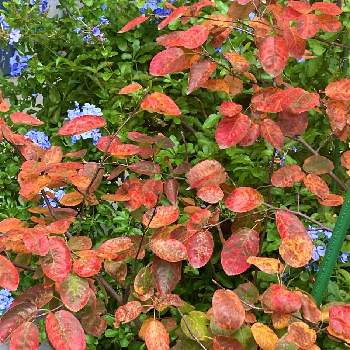 ジューンベリーの紅葉の投稿画像一覧 Greensnap グリーンスナップ