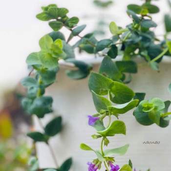 紫の小花の投稿画像一覧 Greensnap グリーンスナップ