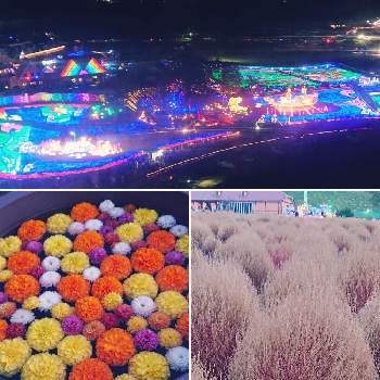 東京ドイツ村の投稿画像一覧 Greensnap グリーンスナップ