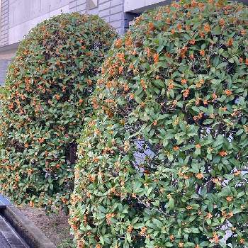 マンションの植え込み の投稿画像一覧｜🍀GreenSnap（グリーンスナップ）