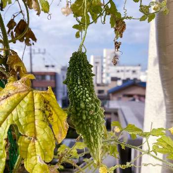 庭でゴーヤの投稿画像一覧 Greensnap グリーンスナップ