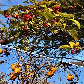 柿の実の画像 by みさちゃんさん | 柿の実とウメモドキの実❣️とお散歩中にてと遊歩道と樹木の実と多摩川沿いの公園