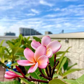 ハワイを感じたいの画像 by Ake.Aさん | バルコニー/ベランダと屋上とプルメリア☆と屋上花壇とおうち園芸と緑に囲まれたいとハワイを感じたい