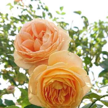 ラドルチェヴィータ　バラの画像 by ＹＵＭＩＫＯさん | 小さな庭と私の癒し♡と薔薇愛同盟と花が好き❤とラドルチェヴィータ　バラとおうち園芸とお花に癒されてと植中毒と2021 YUMIKO薔薇と花のある暮らしと大好き♡︎ʾʾとかわいいな♡といい色♡