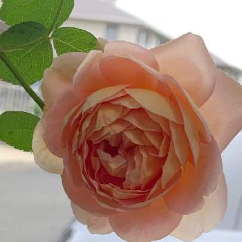 バラ　アブラハム・ダービー(ER)の画像 by taesaiさん | 小さな庭と2019同期とばら バラ 薔薇とおうち園芸とバラ　アブラハム・ダービー(ER)と花のある暮らしとバラ・ミニバラとチーム福岡