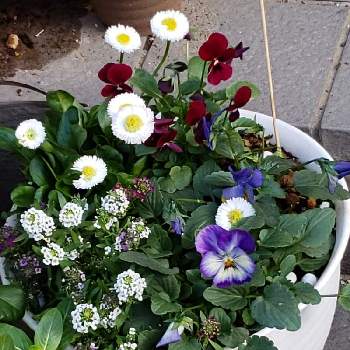 デイジー♪の画像 by そら次郎さん | 小さな庭とデイジー♪とよく咲くスミレ♡と医療従事者の方々に感謝しますと寒暖差に気を付けましょう❣とねこがすきと暖かくしてねと皆さんに感謝とビオラ☆と☁️が好きと花のある暮らしとアリッサム♡