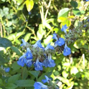 青い花に魅せられての画像 by Momorinさん | お出かけ先と花散歩とGS花散歩と花パトロールと花マニアとご近所散歩と花中毒と植中毒とサルビア・ウルギノーサ「ボッグセージ」と青い花に魅せられてと花のある暮らしと植物マニア