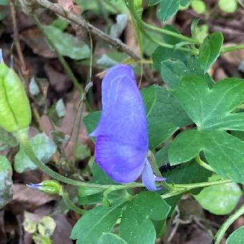 ヤマトリカブトの投稿画像一覧 Greensnap グリーンスナップ