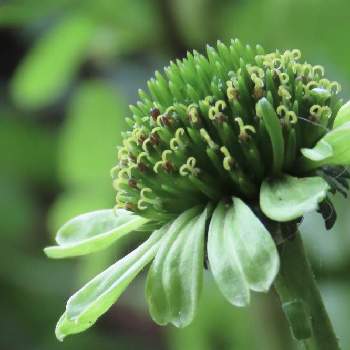 グリーンの花の投稿画像一覧 Greensnap グリーンスナップ