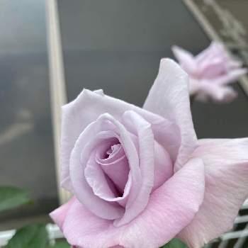ブルーリボンの画像 by ピオニーさん | 小さな庭とブルーリボンとバラを楽しむとばら バラ 薔薇と鉢植えで楽しむ