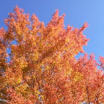 秋の気配♪♪の画像 by ハッピーさん | お出かけ先とトウカエデの紅葉と季節を感じる♪と秋の気配♪♪とみどりのあるくらしと自然の営みと秋色と黄色の美と生命力！