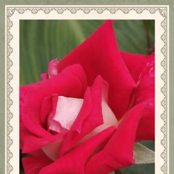 バラ ラブの画像 by junmamaさん | バラ ラブと鉢植えとバラ 四季咲き