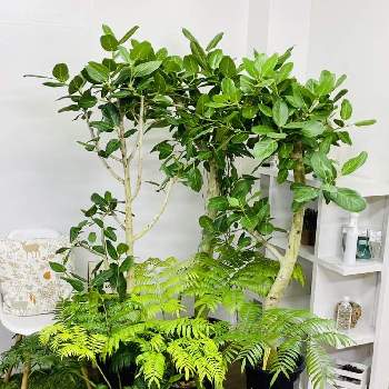 クロコダイル　ファーン,フィカスベンガレンシス,リュウビンタイ,観葉植物を楽しむ,レア植物の画像