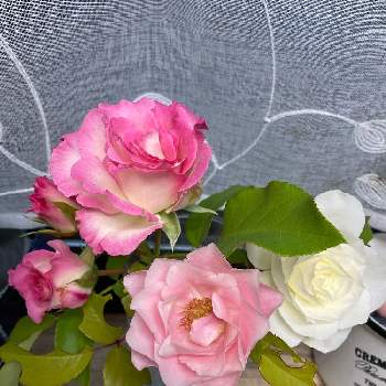 バラ ストロベリーアイスの画像 by ぶぶちゃんさん | キッチンとアイスバーグとバラ リュートとバラ ストロベリーアイスとまだまだ頑張ると優しい花と水挿しとおうち園芸と花のある暮らしと色々可愛い
