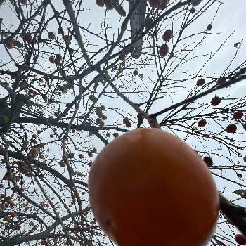 かきの実の画像 by 婆ちゃんの花さん | iPhone撮影とかきの実と柿かきカキとiPhone12