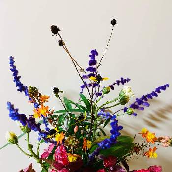 アメジストセージ⭐️の画像 by nanairoFさん | 小さな庭とハツユキカズラ。と白いキクとアロエの花とアメジストセージ⭐️と庭の花で仏様のお花を作りましたとホトトギス蕾と花のある暮らしとルドベキア　タカオ