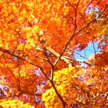 暖かめの画像 by ぴょんさん | お出かけ先と紅葉とだいすきと秋だね〜と綺麗なお花❤とぽかぽか陽気と秋深し…ときれいな色と好みの色と花のある暮らしと出先でと暖かめ