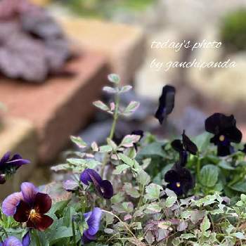 シックなビオラの画像 by ganchipandaさん | 小さな庭と癒しとおうち園芸とガーデニング初心者とシックなビオラと植物がある暮らしとシックな色合いと花のある暮らしと可愛らしいビオラと玄関前