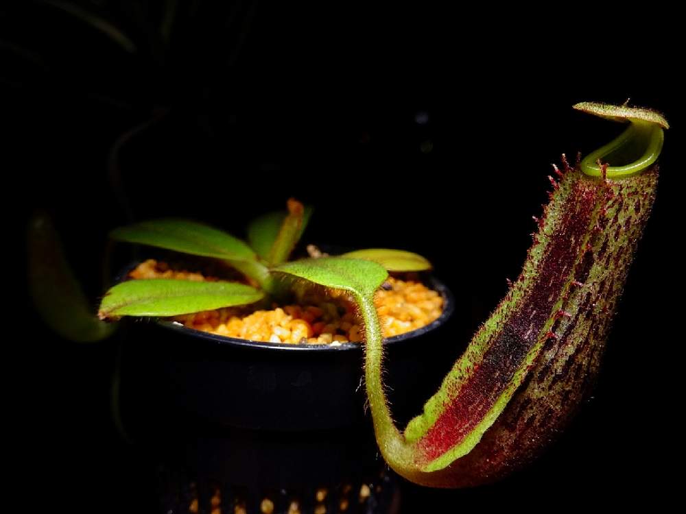 Nepenthes Platychilaの投稿画像 By ねくさん 部屋と食虫植物とネペンテス属と植物育成ライトtsukuyomiled ツクヨミ と 水槽栽培と食虫植物 ウツボカズラと室内ジャングル化と食虫植物とネペンテス属と植物育成ライトtsukuyomiled ツクヨミ と水槽栽培と食虫植物