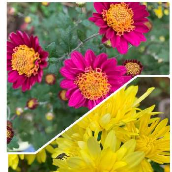 優しいの画像 by anne♪さん | 広い庭と小菊と庭の花と可愛い♥️と癒されると黄色の花と赤い花と優しいと秋の花