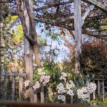 キク✽の画像 by 秋草さん | 広い庭とキクとフジとキク✽と白・しろ・ホワイトとフジ✽と【額縁シリーズ】と空✽と白い花