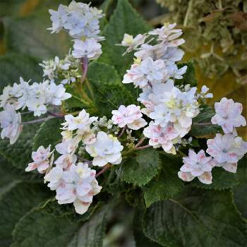 紫陽花 墨田の花火の投稿画像一覧 Greensnap グリーンスナップ