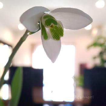 ガランサス属の投稿画像一覧 Greensnap グリーンスナップ