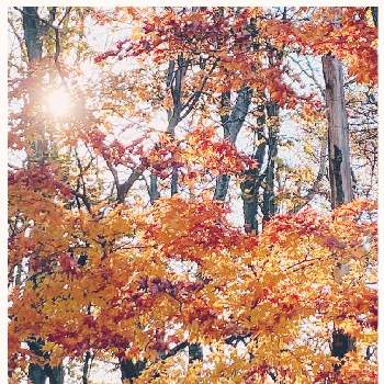 秋から晩秋への画像 by piaMo☆さん | お出かけ先と急ぎ足の秋とLove Hokkaido♡と秋から晩秋へと秋をあきらめて♡と秋の朝
