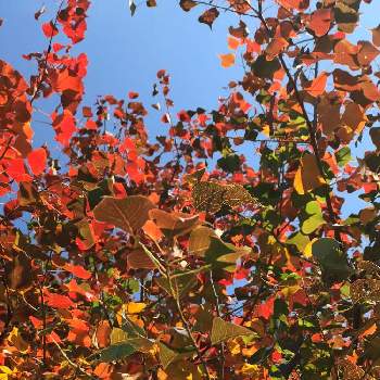 ナンキンハゼ❁❀の画像 by 京紫さん | ナンキンハゼと紅葉（こうよう）と青空と植物❤︎と❥植物❥空模様❥コラボ❥とナンキンハゼ❁❀といやし♪と青空とiPhone撮影