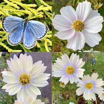 シジミチョウ♡の画像 by Ttugumiさん | お出かけ先とコスモス♡とシジミチョウ♡と白いコスモスと爽やかと白い花とブルー