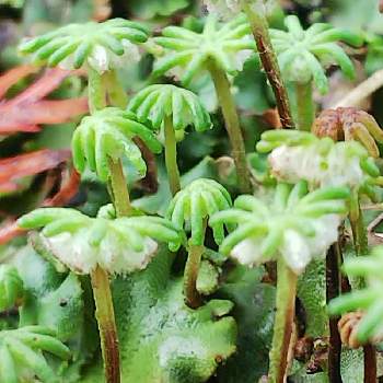 ゼニゴケの投稿画像一覧｜🍀GreenSnap（グリーンスナップ）