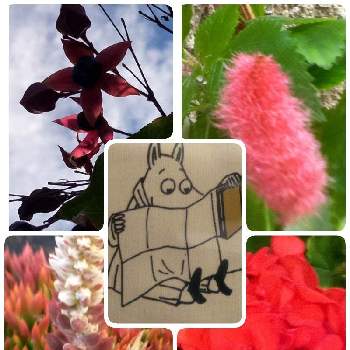 クサギ（臭木）の画像 by ヒロンさん | お出かけ先とツメレンゲ(爪蓮華)とモンテンジクアオイとクサギ（臭木）とキャットテイルとあっ火曜日と真っ赤な花とあ、火曜日とゼラニウム♡とムーミンとキャットテール！とベンケイソウ科♡とツメレンゲ。とクサギ属と燃えるような赤2021と真っ赤な火曜日とお出かけ先といっても近所とシソ科 クサギ属とイワレンゲ属.とムーミンの日と花曜日