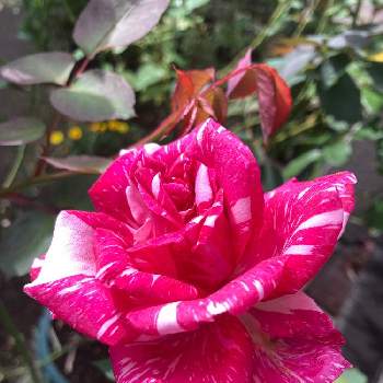 モダンタイムスの画像 by まぁ！さん | 小さな庭とモダンタイムスとバラと薔薇に魅せられてと花のある暮らしと素敵色