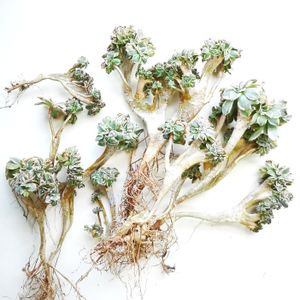 サンバースト綴化,⚠️閲覧注意⚠️,Aeonium urbicum f.variegata 'Sunburst' f.cristata,アエオニウム属,いただきものの画像