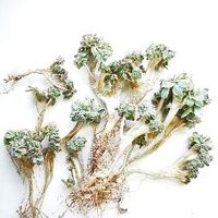 ⚠️閲覧注意⚠️,Aeonium urbicum f.variegata 'Sunburst' f.cristata,サンバースト綴化,カナリア諸島,衆讃曲錦.の画像